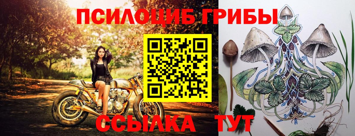 Россия  Галлюциногенные грибы Psilocybine cubensis  Вход с VPN 